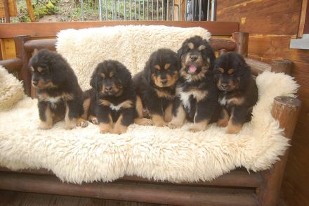 Tibet Welpen Do-khyi