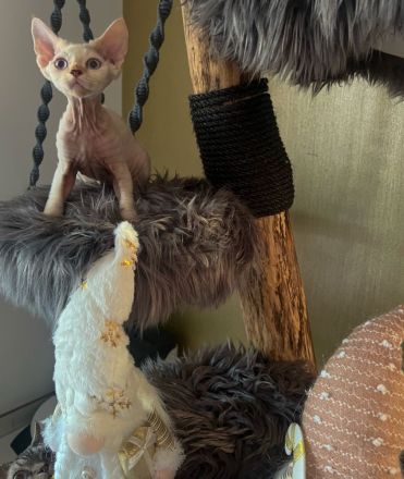 Devon Rex Kitten