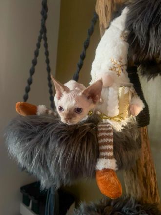 Devon Rex Kitten
