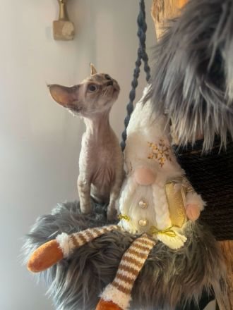Devon Rex Kitten