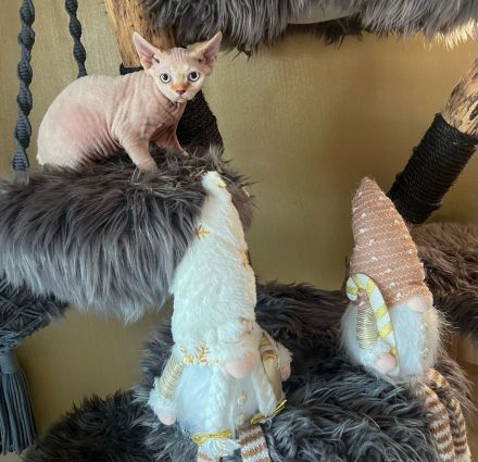 Devon Rex Kitten