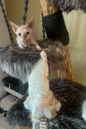 Devon Rex Kitten