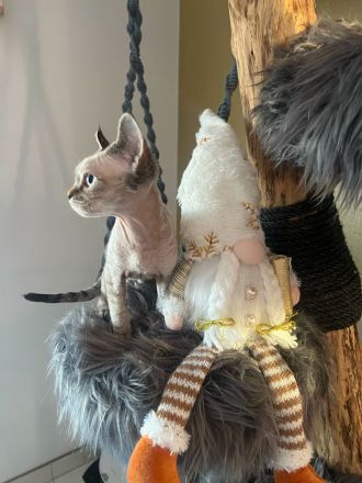 Devon Rex Kitten