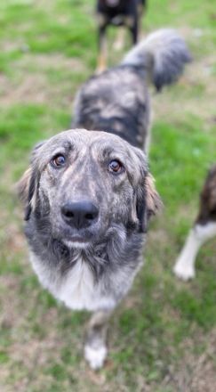 Savannah, geb. ca. 01/2022, lebt in GRIECHENLAND, auf einer privaten Pflegestelle