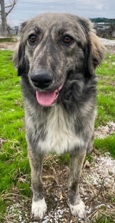 Savannah, geb. ca. 01/2022, lebt in GRIECHENLAND, auf einer privaten Pflegestelle