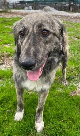 Savannah, geb. ca. 01/2022, lebt in GRIECHENLAND, auf einer privaten Pflegestelle