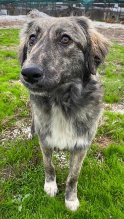 Savannah, geb. ca. 01/2022, lebt in GRIECHENLAND, auf einer privaten Pflegestelle