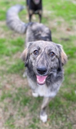 Savannah, geb. ca. 01/2022, lebt in GRIECHENLAND, auf einer privaten Pflegestelle