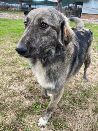 Savannah, geb. ca. 01/2022, lebt in GRIECHENLAND, auf einer privaten Pflegestelle