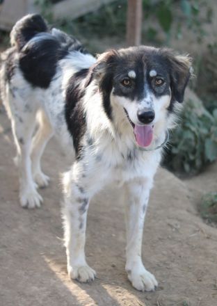 Valonca, geb. ca. 04/2022, lebt in GRIECHENLAND, im städt. Tierheim Serres