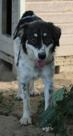 Valonca, geb. ca. 04/2022, lebt in GRIECHENLAND, im städt. Tierheim Serres