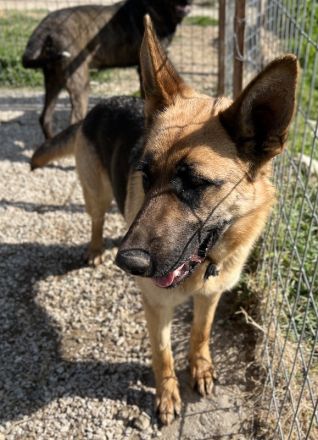 Wilma, geb. ca. 04/2021, lebt in GRIECHENLAND, im städt. Tierheim Serres