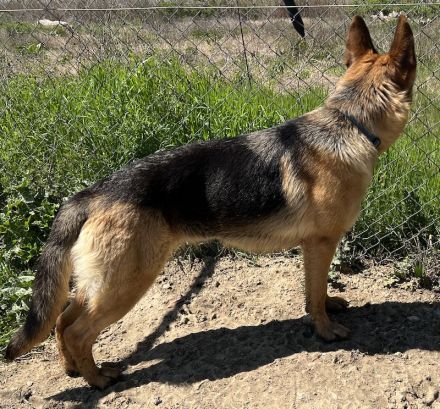 Wilma, geb. ca. 04/2021, lebt in GRIECHENLAND, im städt. Tierheim Serres