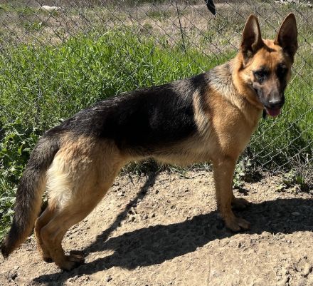 Wilma, geb. ca. 04/2021, lebt in GRIECHENLAND, im städt. Tierheim Serres