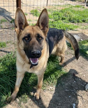 Wilma, geb. ca. 04/2021, lebt in GRIECHENLAND, im städt. Tierheim Serres