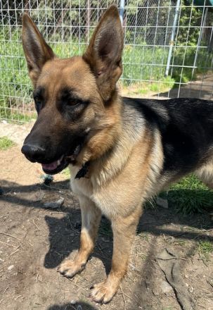 Wilma, geb. ca. 04/2021, lebt in GRIECHENLAND, im städt. Tierheim Serres