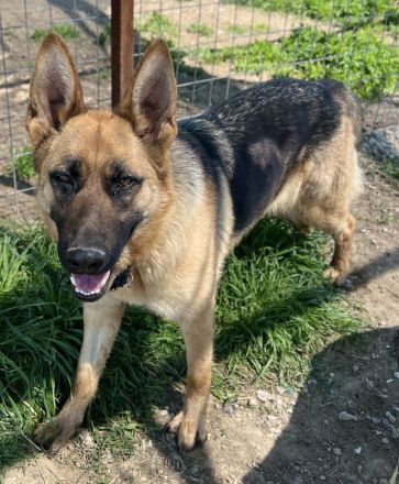 Wilma, geb. ca. 04/2021, lebt in GRIECHENLAND, im städt. Tierheim Serres