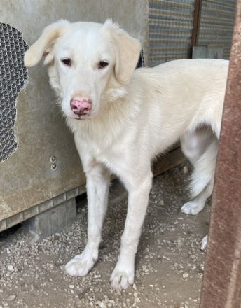 Zendaya, geb. ca. 12/2021, lebt in GRIECHENLAND, im städt. Tierheim Serres