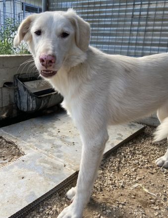 Zendaya, geb. ca. 12/2021, lebt in GRIECHENLAND, im städt. Tierheim Serres