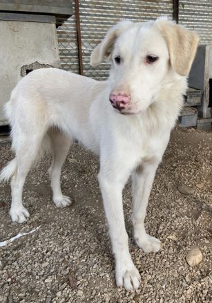 Zendaya, geb. ca. 12/2021, lebt in GRIECHENLAND, im städt. Tierheim Serres