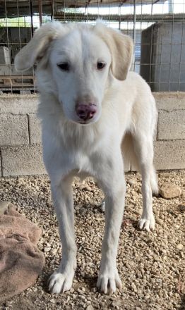 Zendaya, geb. ca. 12/2021, lebt in GRIECHENLAND, im städt. Tierheim Serres