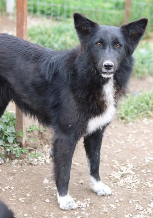 Brooklyn, geb. ca. 08/2020, lebt in GRIECHENLAND, im städt. Tierheim Serres