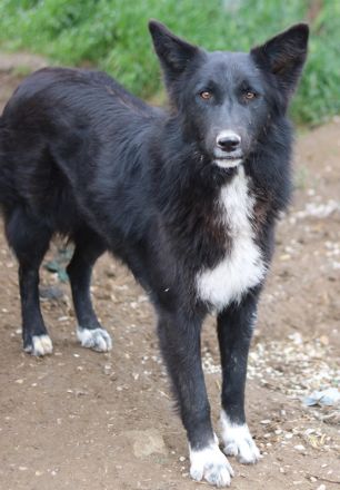 Brooklyn, geb. ca. 08/2020, lebt in GRIECHENLAND, im städt. Tierheim Serres
