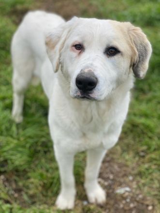 Bruna, geb. ca. 12/2020, lebt in GRIECHENLAND, im städt. Tierheim Serres