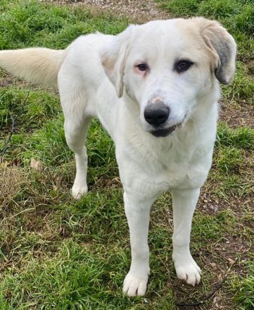 Bruna, geb. ca. 12/2020, lebt in GRIECHENLAND, im städt. Tierheim Serres