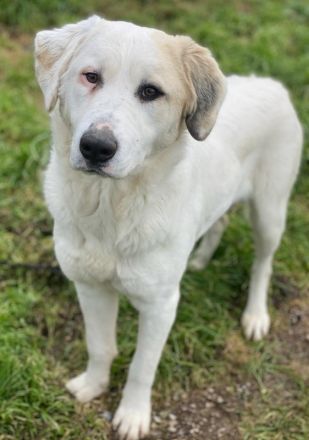 Bruna, geb. ca. 12/2020, lebt in GRIECHENLAND, im städt. Tierheim Serres