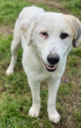 Bruna, geb. ca. 12/2020, lebt in GRIECHENLAND, im städt. Tierheim Serres