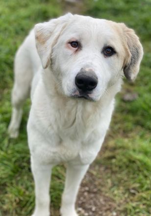 Bruna, geb. ca. 12/2020, lebt in GRIECHENLAND, im städt. Tierheim Serres