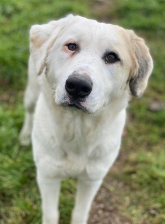 Bruna, geb. ca. 12/2020, lebt in GRIECHENLAND, im städt. Tierheim Serres