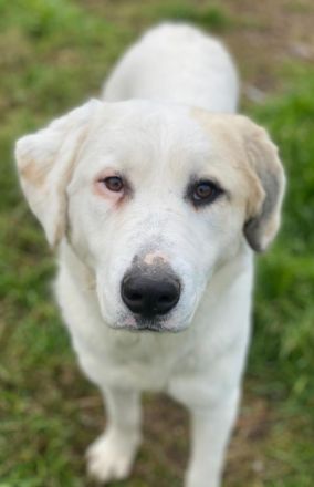 Bruna, geb. ca. 12/2020, lebt in GRIECHENLAND, im städt. Tierheim Serres