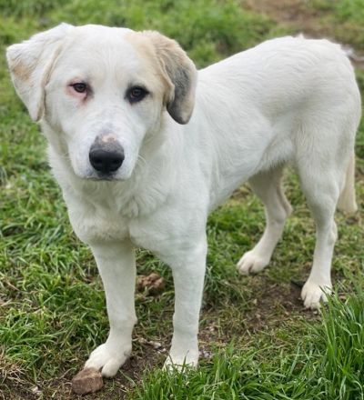 Bruna, geb. ca. 12/2020, lebt in GRIECHENLAND, im städt. Tierheim Serres