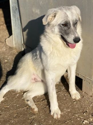 Charlina, geb. ca. 04/2021, lebt in GRIECHENLAND, im städt. Tierheim Serres