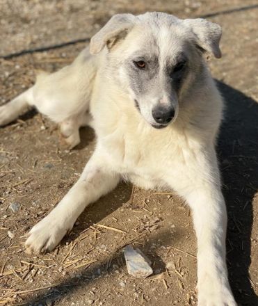 Charlina, geb. ca. 04/2021, lebt in GRIECHENLAND, im städt. Tierheim Serres