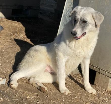 Charlina, geb. ca. 04/2021, lebt in GRIECHENLAND, im städt. Tierheim Serres