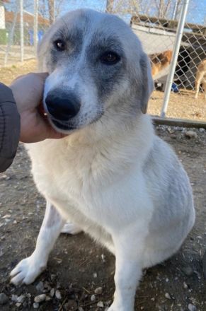 Charlina, geb. ca. 04/2021, lebt in GRIECHENLAND, im städt. Tierheim Serres