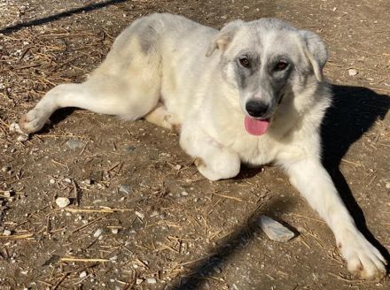 Charlina, geb. ca. 04/2021, lebt in GRIECHENLAND, im städt. Tierheim Serres