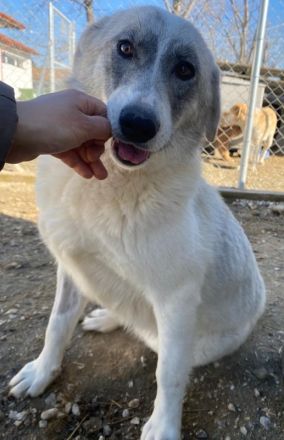 Charlina, geb. ca. 04/2021, lebt in GRIECHENLAND, im städt. Tierheim Serres