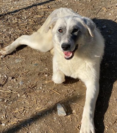Charlina, geb. ca. 04/2021, lebt in GRIECHENLAND, im städt. Tierheim Serres
