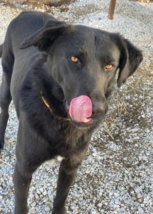 Dakar, geb. ca. 01/2019, lebt in GRIECHENLAND, im städt. Tierheim Serres