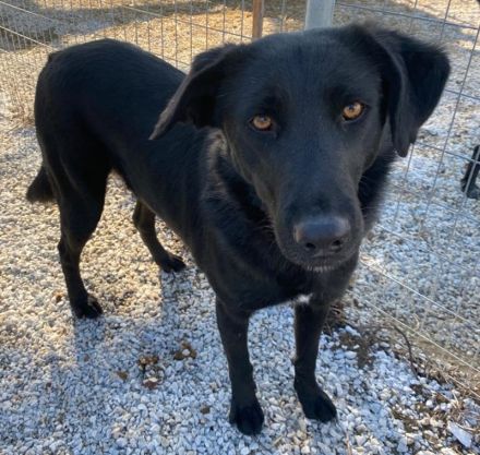 Dakar, geb. ca. 01/2019, lebt in GRIECHENLAND, im städt. Tierheim Serres