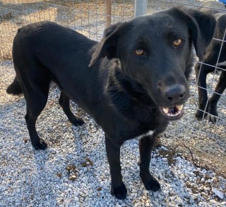 Dakar, geb. ca. 01/2019, lebt in GRIECHENLAND, im städt. Tierheim Serres
