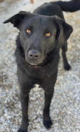 Dakar, geb. ca. 01/2019, lebt in GRIECHENLAND, im städt. Tierheim Serres