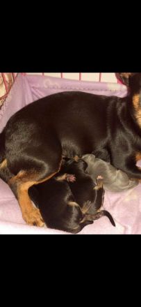 Chihuahua Deckrüde Blueline