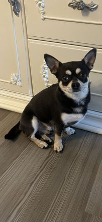 Chihuahua Deckrüde Blueline