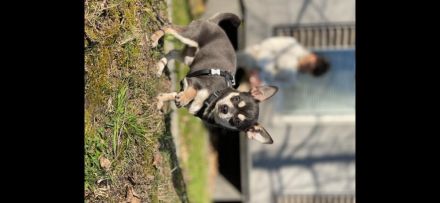 Chihuahua Deckrüde Blueline