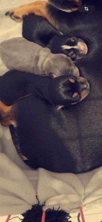 Chihuahua Deckrüde Blueline